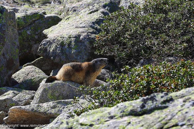 Col de Puymorens Marmotte Pyr�n�es Orientales Occitanie Languedoc Roussillon France www.remylacroixphoto.com