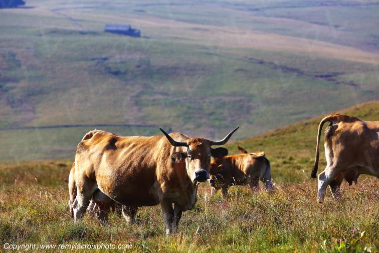 Col de la Matte vaches Aubrac Cantal Auvergne Rh�ne-Alpes France www.remylacroixphoto.com