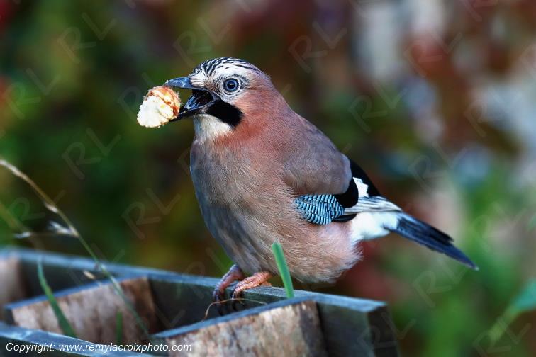 Geai des ch�nes juv�nile Finist�re Bretagne France www.remylacroixphoto.com