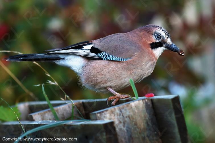 Geai des ch�nes juv�nile Finist�re Bretagne France www.remylacroixphoto.com