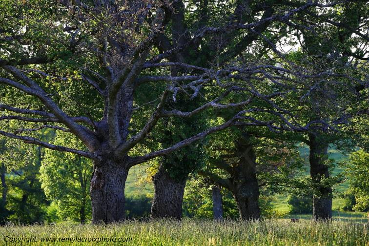 Tranzault Le Chassin Indre Berry Centre Val de Loire France www.remylacroixphoto.com