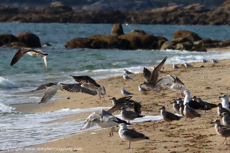 Go�lands plage de Pendruc Tr�gunc Finist�re Bretagne France www.remylacroixphoto.com