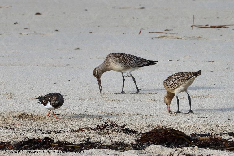 Barges rousses tournepierre � collier plage de Pendruc Finist�re Bretagne France www.remylacroixphoto.com