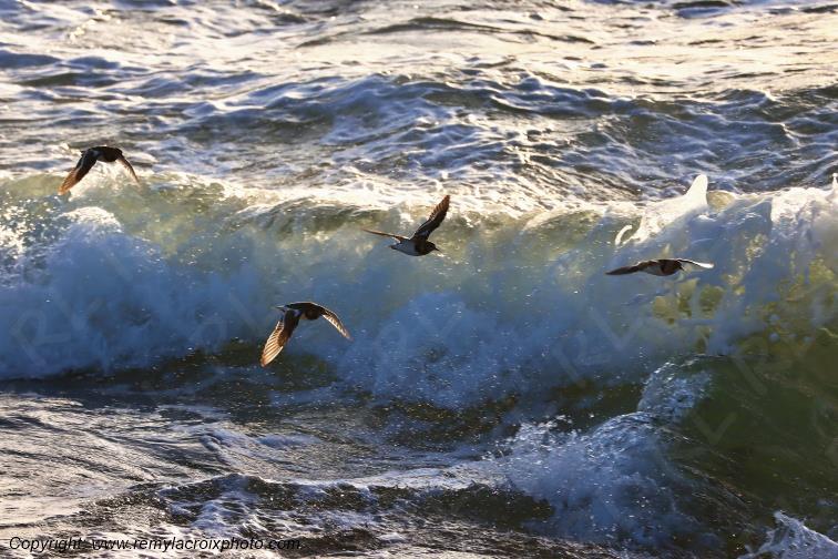 Vol de tournepierres � collier plage de Pendruc Tr�gunc Finist�re Bretagne France www.remylacroixphoto.com