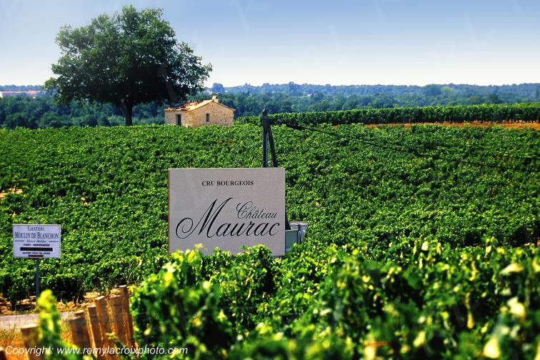 Haut-M�doc Saint Seurin de Cadourne vignobles Gironde Aquitaine France www.remylacroixphoto.com