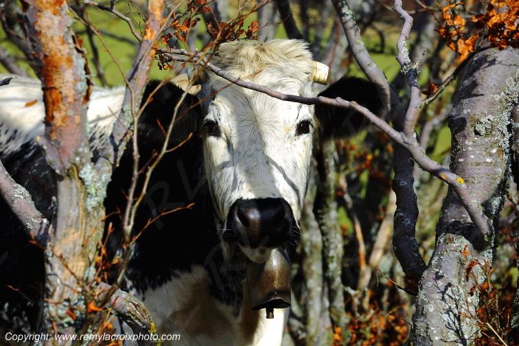 Vache vosgienne route des cr�tes Grand Ballon Haut-Rhin Alsace France www.remylacroixphoto.com