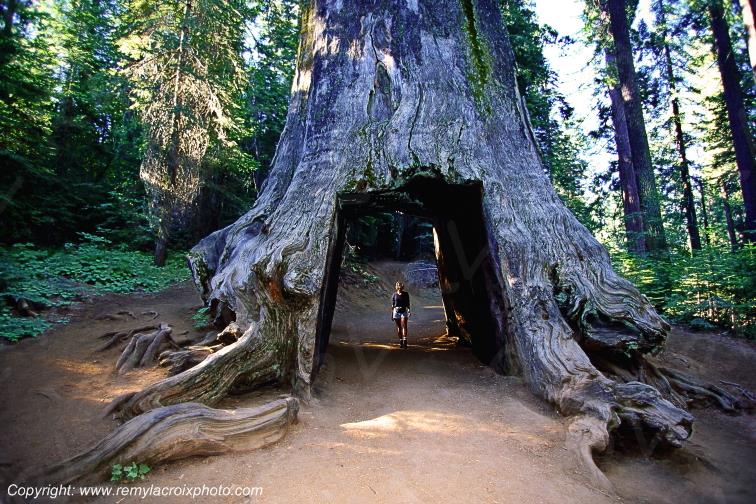 Tualumne Grove Yosemite National Park California Californie USA www.remylacroixphoto.com
