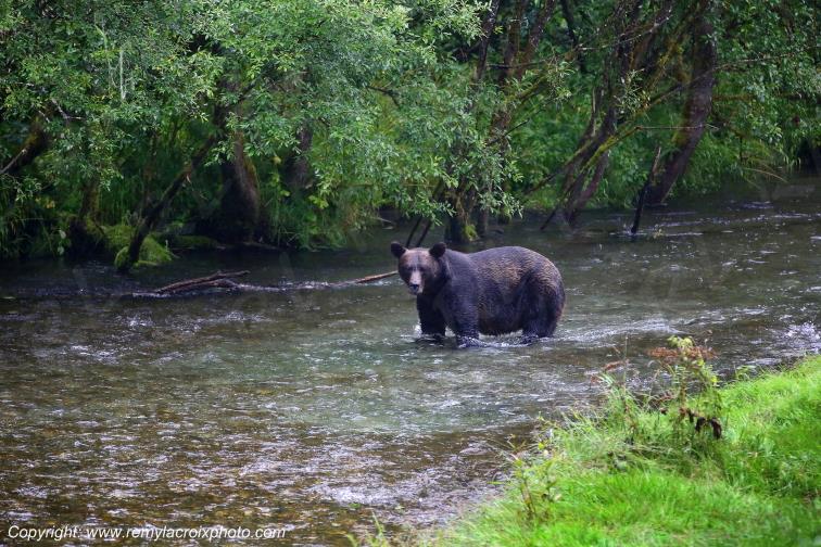 Grizzly Bear Ours Brun Fish Creek Alaska USA www.remylacroixphoto.com