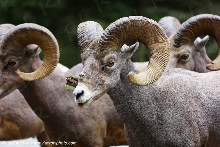 Bighorn Sheep Mouflons d'Am�rique Kootenay National Park British Columbia Canada www.remylacroixphoto.com #bighornsheep #mouflon #amerique #kootenay #canada