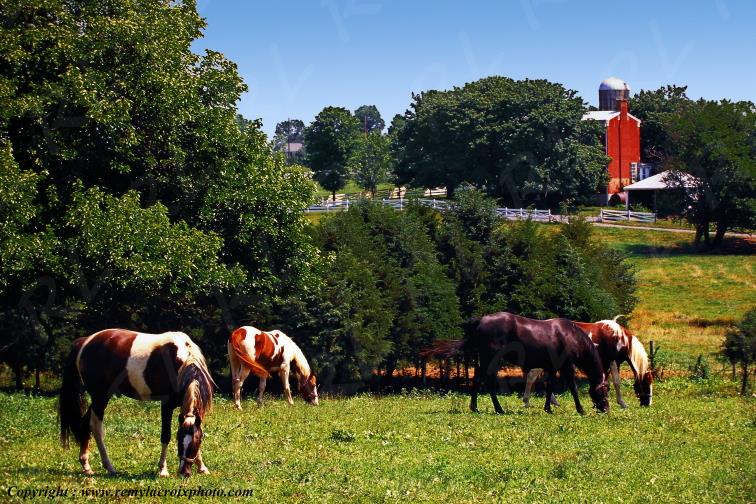 Mount Crawford Shenandoah Valley Virginia Virginie USA www.remylacroixphoto.com