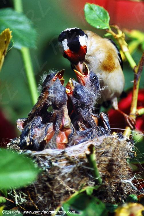 Chardonnerets �l�gants nid becqu�e europ�an goldfinch nest Champagne Berrichonne Cher Berry Centre Val de Loire France www.remylacroixphoto.com