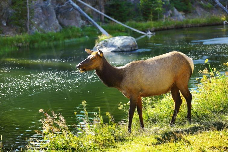 Wapiti Yellowstone National Park Wyoming USA www.remylacroixphoto.com