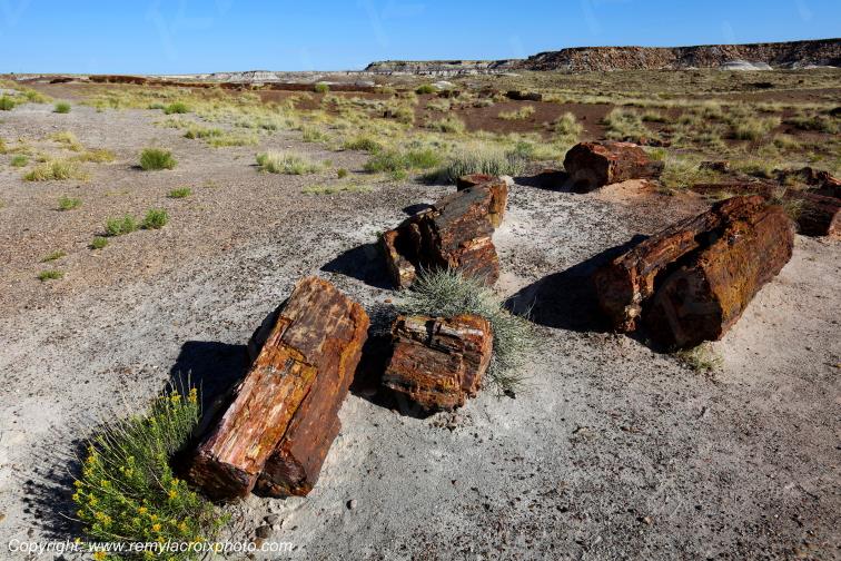 Crystal Forest Petrified Forest National Park Arizona USA