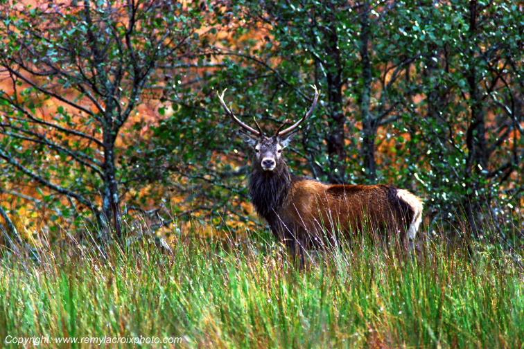 Elk cerf Black Mount Rannoch Moor �cosse Scotland