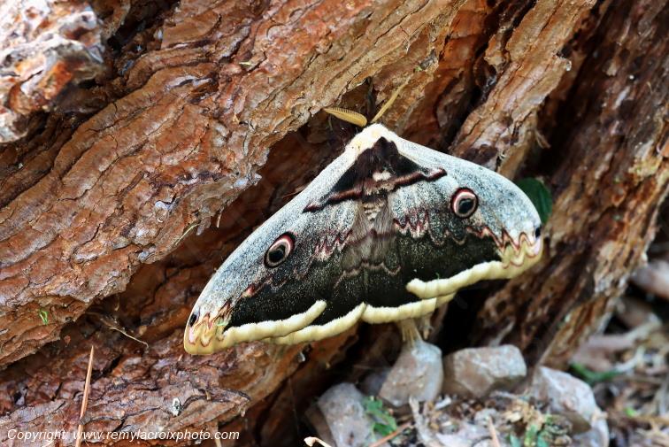 Grand paon de nuit Papillon de nuit Val de Bouzanne Indre Centre Val de Loire www.remylacroixphoto.com