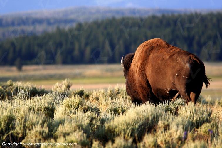 American Buffalo Bison Hayden Valley Yellowstone National Park Wyoming USA www.remylacroixphoto.com