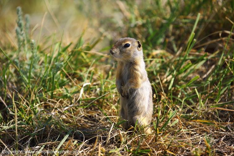 Prairie dog Chien de prairie Castle Butte Saskatchewan Canada www.remylacroixphoto.com