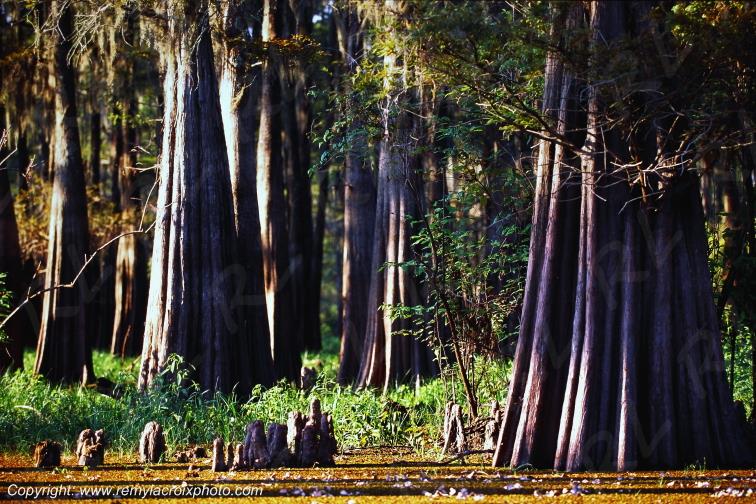 Bayou Atchafalaya Basin Cajun country Lousiane Louisiana USA www.remylacroixphoto.com