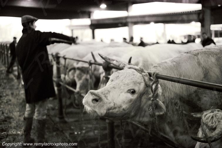 March� aux bestiaux,St Christophe en Brionnais,Sa�ne et Loire,France