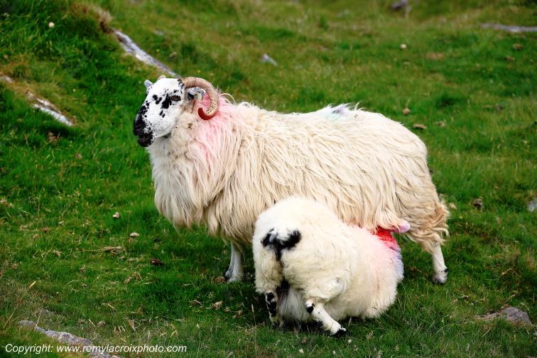 Healy Pass moutons Kerry Irlande Ireland www.remylacroixphoto.com