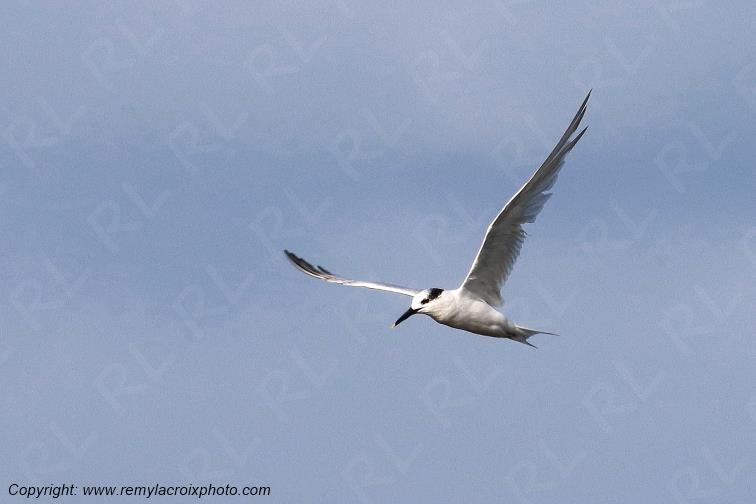Sterne caugek plage de Pendruc Finist�re Bretagne France www.remylacroixphoto.com