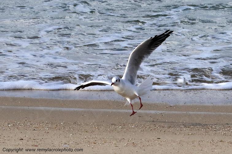 Mouette rieuse plage de Pendruc Finist�re Bretagne France www.remylacroixphoto.com