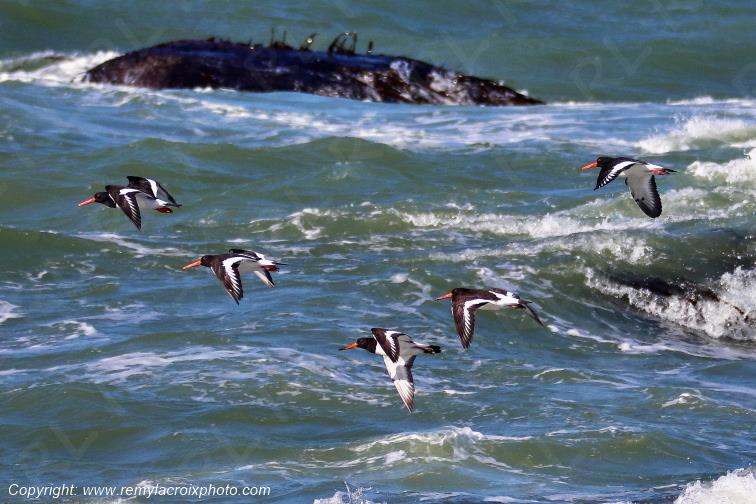 Vol d'hu�triers pie Pendruc pointe de la Jument Tr�gunc Finist�re Bretagne France www.remylacroixphoto.com