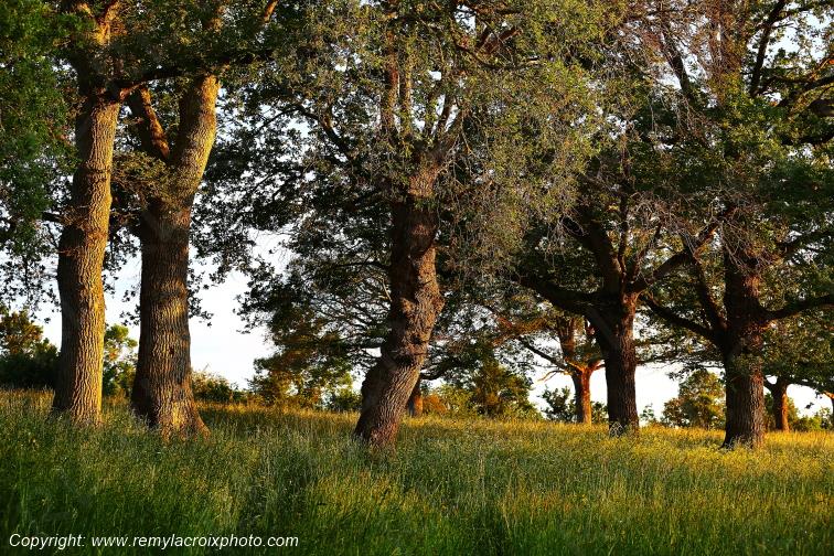 Tranzault Le Chassin Indre Berry Centre Val de Loire France www.remylacroixphoto.com