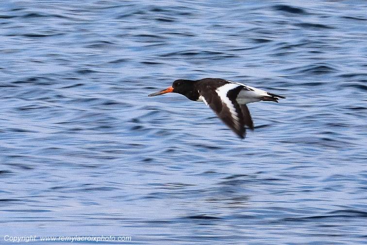 Hu�trier pie plage de Pendruc Finist�re Bretagne France www.remylacroixphoto.com