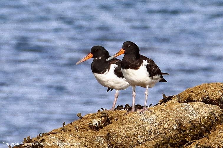 Hu�triers pie plage de Pendruc Finist�re Bretagne France www.remylacroixphoto.com