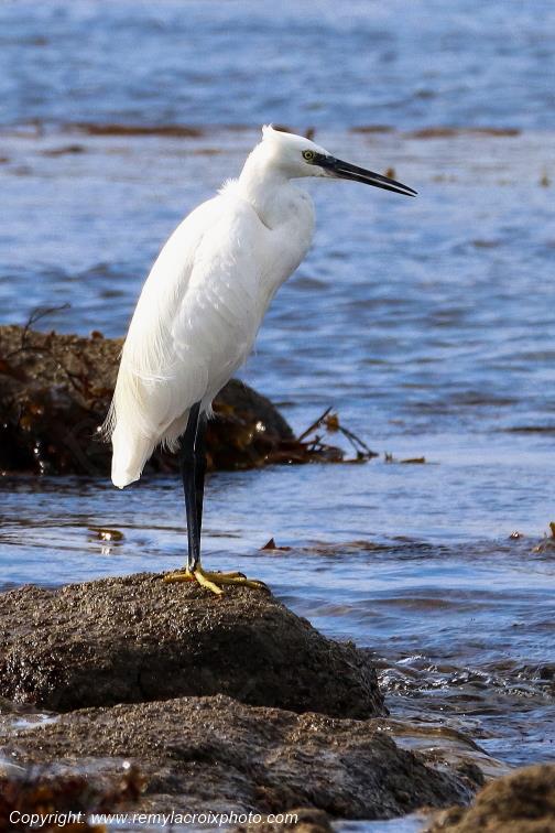Aigrette garzette plage de Pendruc Finist�re Bretagne France www.remylacroixphoto.com