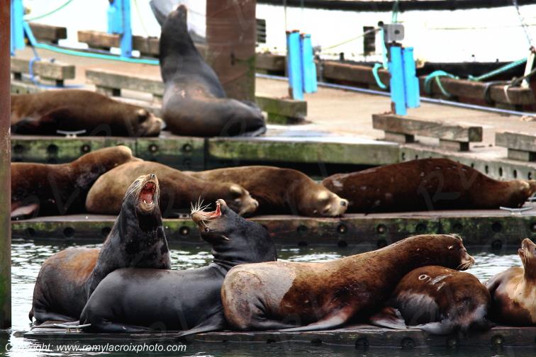 Sea Lions Astoria Columbia River Pacific Oregon USA www.remylacroixphoto.com