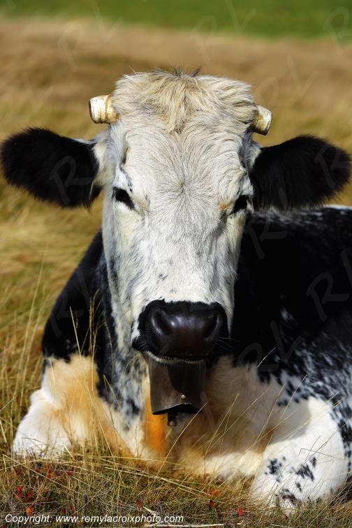 Vache vosgienne route des cr�tes Grand Ballon Haut-Rhin Alsace France www.remylacroixphoto.com
