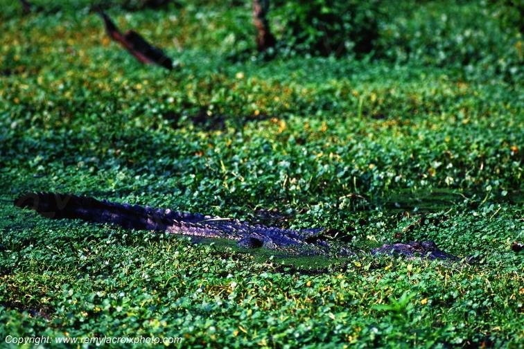 Alligator bayou Martin Lake Lousiane USA www.remylacroixphoto.com