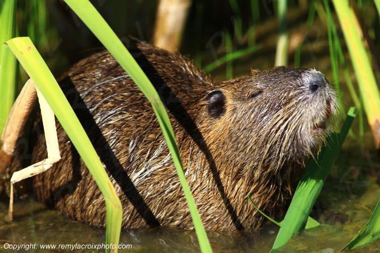 Etang de Cistude ragondin parc naturel r�gional de la Brenne Indre Berry Centre Val de Loire France