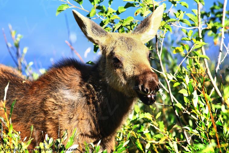 Elan Moose Orignal Grand Teton National Park Wyoming www.remylacroixphoto.com