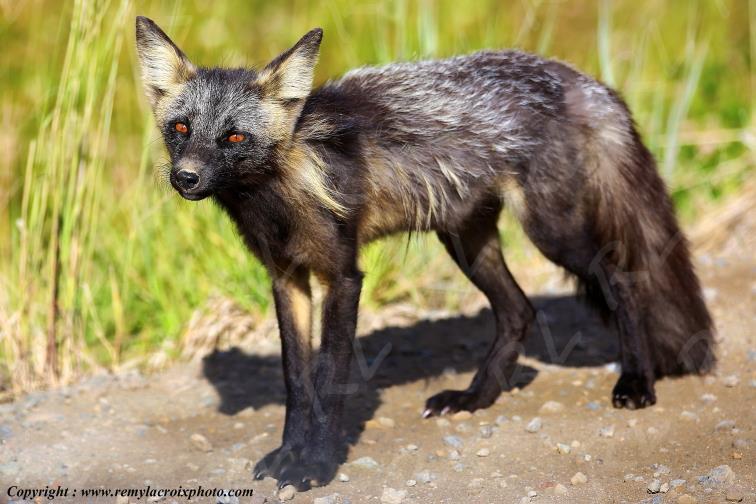 Arctic Fox Renard arctique Tweedsmuir Provincial Park British Columbia Canada www.remylacroixphoto.com #arcticfox #renardarctique #tweedsmuir #canada #renard