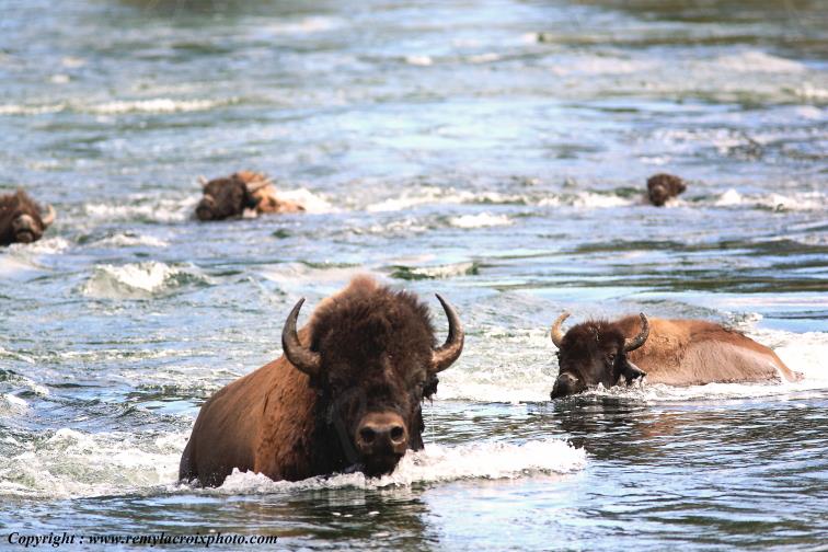 Bison d'Am�rique american buffalo Yellowstone River www.remylacroixphoto.com
