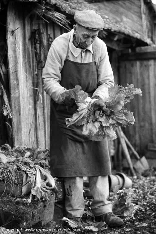 Jardinier nettoyant une salade,Champagne Berrichonne,France