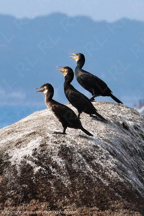 Grands cormorans plage de Pendruc Finist�re Bretagne France www.remylacroixphoto.com