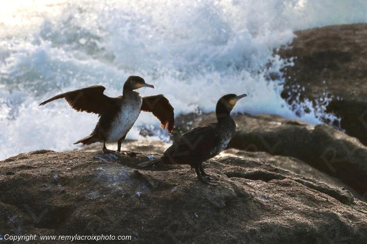 Grands cormorans plage de Pendruc Finist�re Bretagne France www.remylacroixphoto.com