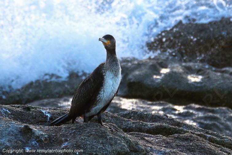 Grand cormoran plage de Pendruc Finist�re Bretagne France www.remylacroixphoto.com