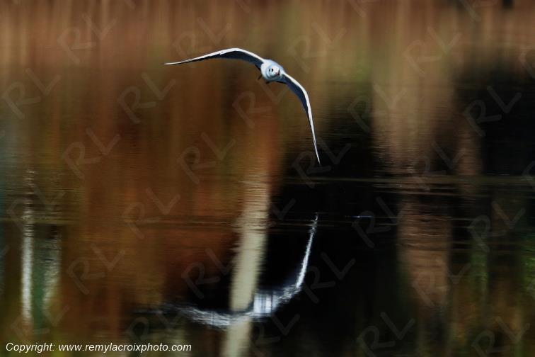 Mouette rieuse �tangs de Tr�vignon Finist�re Bretagne France www.remylacroixphoto.com