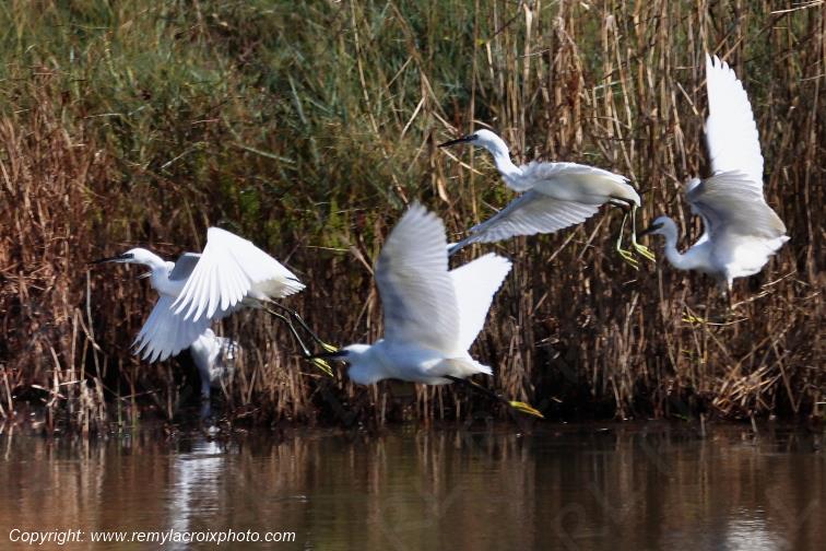Aigrettes garzettes �tangs de Tr�vignon Finist�re Bretagne France www.remylacroixphoto.com