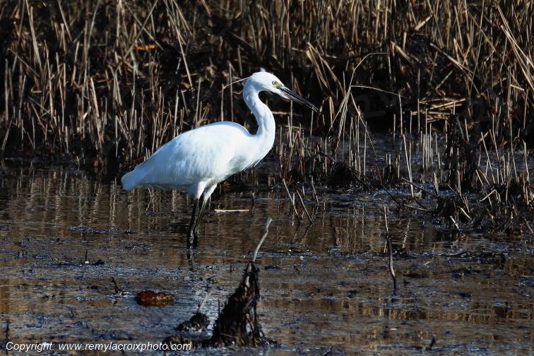 Aigrette garzette �tangs de Tr�vignon Finist�re Bretagne France www.remylacroixphoto.com
