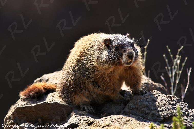 Marmotte Marmot Palouse Falls State Park Washington www.remylacroixphoto.com