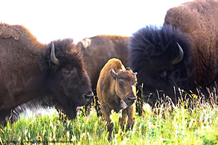 Bisons d'Am�rique American buffaloes Waterton Lakes National Park Alberta Canada www.remylacroixphoto.com