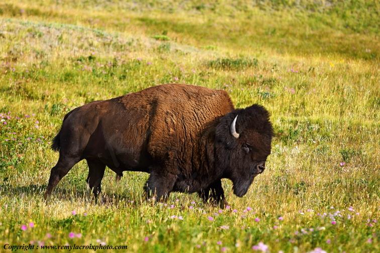 Bison American Buffalo Waterton Lakes National Park Alberta Canada www.remylacroixphoto.com