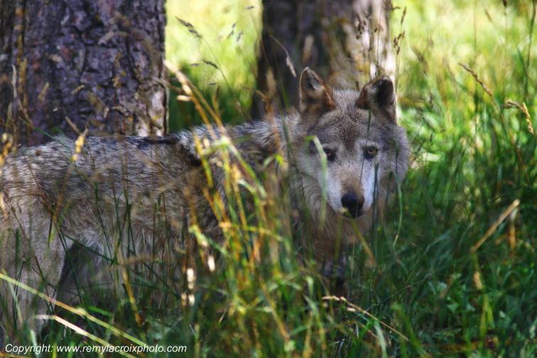 Loups du G�vaudan Loz�re Occitanie France www.remylacroixphoto.com