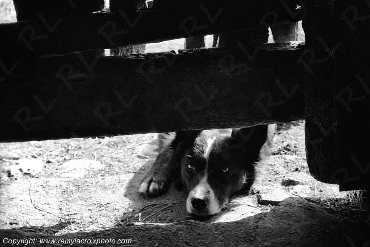 Border Colley bergerie Dun sur Auron Berry Cher France www.remylacroixphoto.com